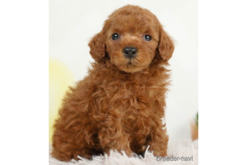 成約済の千葉県のトイプードル-226445の4枚目